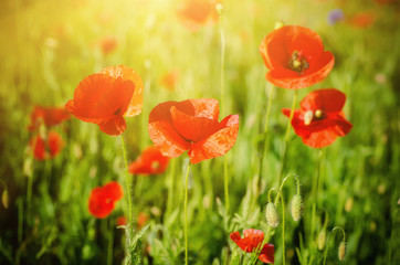 Obraz premium Red poppy flowers blooming in the green grass field, floral sunny natural spring background, can be used as image for remembrance and reconciliation day