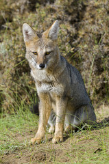 Naklejka na ściany i meble Pampas Grey fox, La Pampa, Argentina