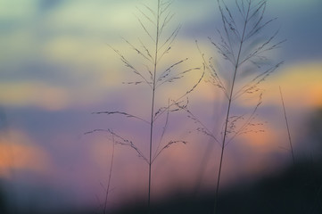 Grass at dusk