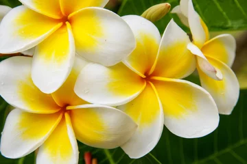 Papier Peint photo Frangipanier Fleurs de plumeria blanches et jaunes