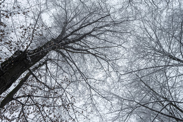 Snowy trees 