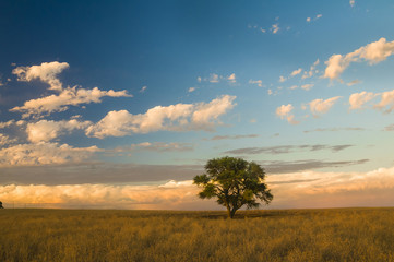 Fototapeta na wymiar Pampas Landscape, La Pampa, Argentina