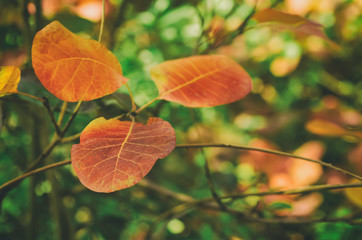 Autumn red tree branch with leaves, natural fall vivid hipster background