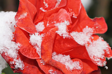 Snow lies on rose outdoor macro. Early winter. Selective focus