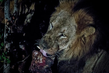 Male Lion in the Kruger National Park, South Africa.