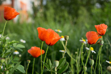Naklejka premium Red poppies on meadow. Slovakia