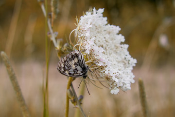 Butterfly on white flower. Slovakia