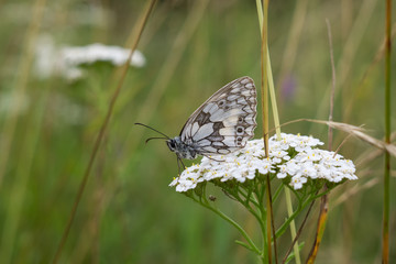 Butterfly on white flower. Slovakia