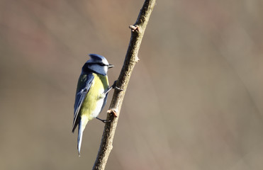 Blue tit with beautiful  haircut sitting on a branch