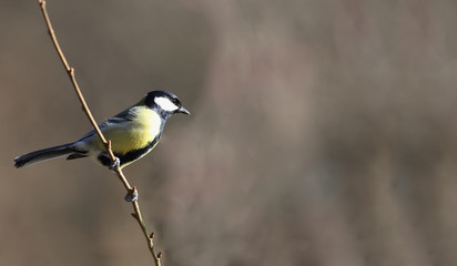 Small titmouse on a little twig