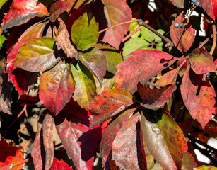 Red leaves