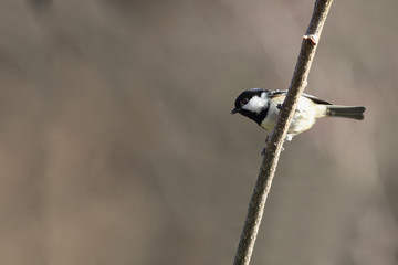 Blackheads tit sitting on a branch against a blurred forest