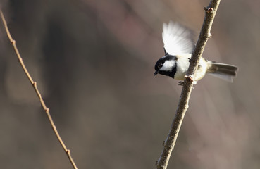 A lone black-tit flitting from one branch to another