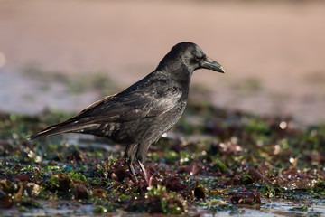 Carrion Crow, Crow, Corvus Corone