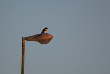 Magpie on lamp
