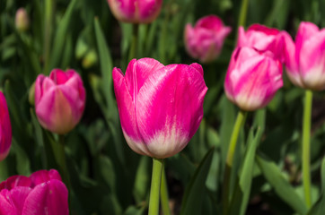 Fototapeta premium Pink tulips