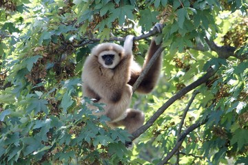 gibbon