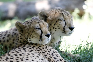 cheetahs 