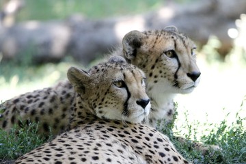 cheetah