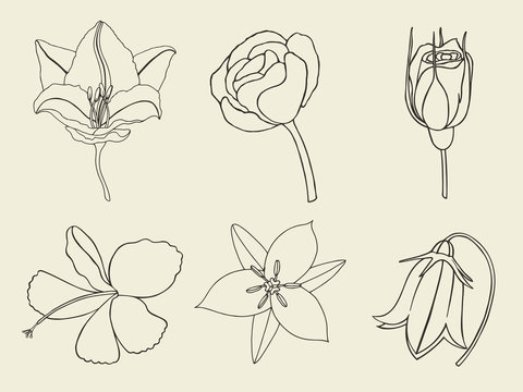 Hand drawn sketch flowers