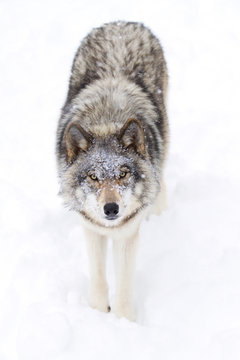 A lone Timber wolf or Grey Wolf (Canis lupus) isolated on white background walking in the winter snow in Canada