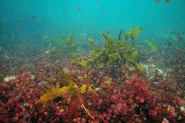 Colourful algae of temperate southern Pacific ocean scattered in turbid water above flat sandy bottom.