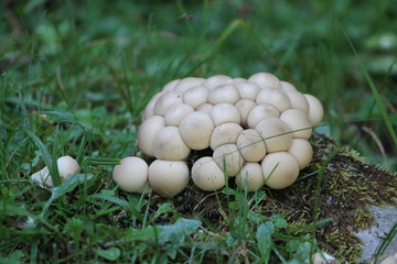 mushrooms