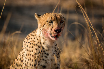 Cheetah in the Kruger National Park, South Africa.