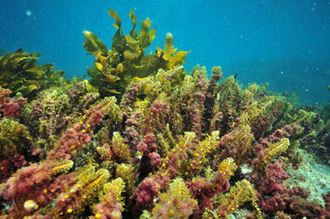Fototapeta na wymiar Mix of various colorful sea weeds of temperate southern Pacific ocean of flat rocky bottom.