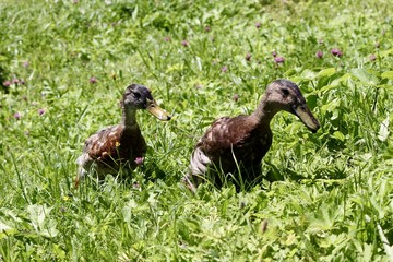 wild ducks