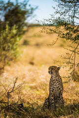 Wild cheetah rests in shade