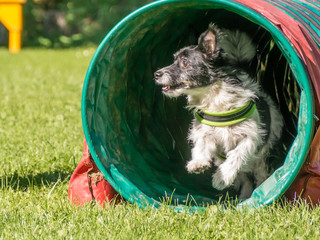 running dog