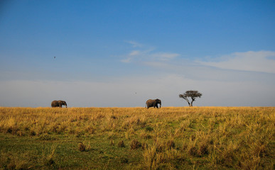 Fototapeta na wymiar Wild elephants in the savannah