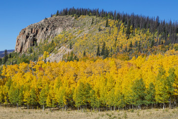 Bright yellow blanket of fall Aspens in Colorado