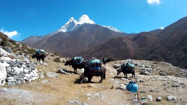 Yaks in the Mountains
