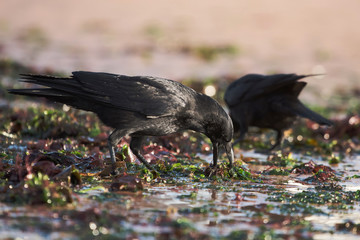 Carrion Crow, Crow, Corvus Corone
