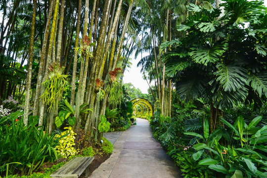 A path shrouded by nature in the Singapore National Orchid Garde