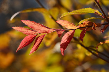 Beautiful branch with red autumn leaves