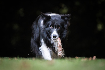 Border Collie eating a bone.