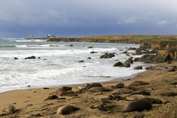 Elephant seals on the beach