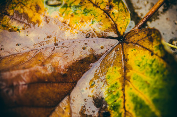 Autumn leaves in the rain.