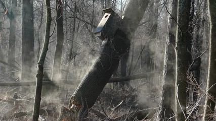 Eerie steaming forest at dawn with broken tree, birdhouse. This is a very surreal and magical scene, even though it is a totally real and natural springtime phenomenon.
