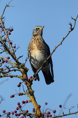 Fieldfare, Turdus pilaris