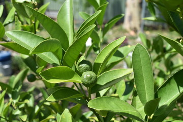 Obraz premium Lime tree with fruits closeup