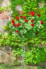 Ginogina rose variety black baccarat (Rosa 