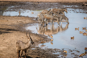 Fototapeta na wymiar Bonding Zebra in the Kruger National Park, South Africa.