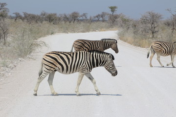 Fototapeta na wymiar Zebras Etosha