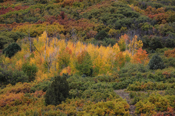 Patch of fall Colorado aspen trees
