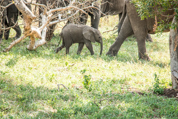 Baby Elephant walking in the Kruger National Park, South Africa.