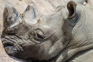 Obraz premium Rhinoceros of Serengeti on Zoom Biopark in Cumiana, Italy